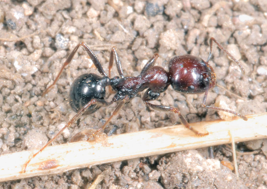 Formiche in onore di Ezio Sgr� - Tetramonium